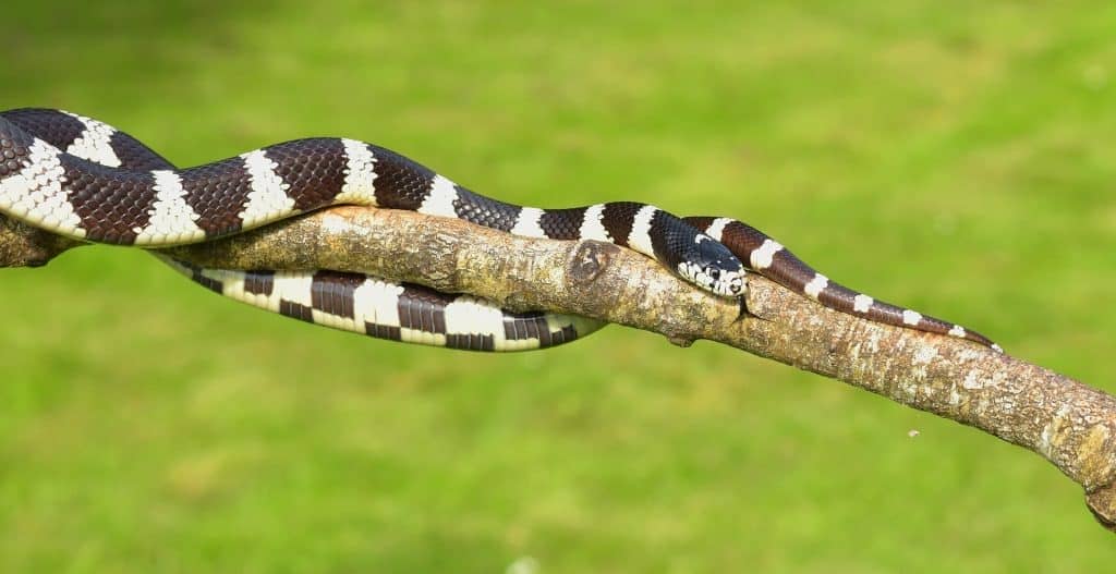 california king snake