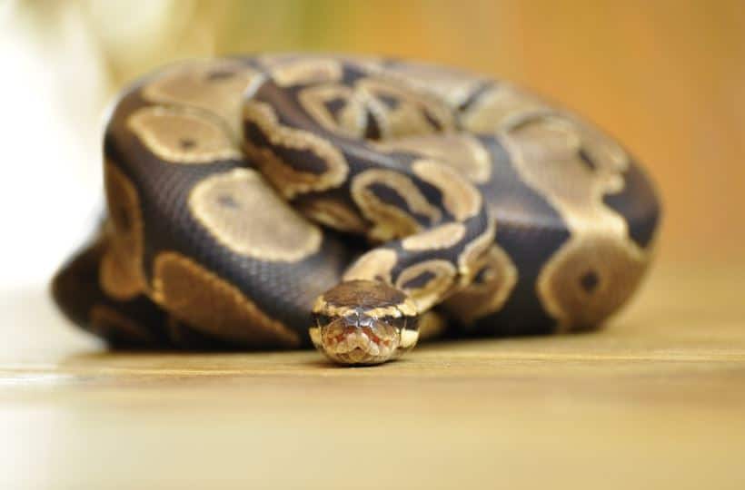 While ball pythons are one of the best and most popular pet snakes, they can be a little more challenging to own than others