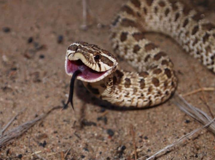 Hognose Snake Bite. Does it Hurt? What You Should Know