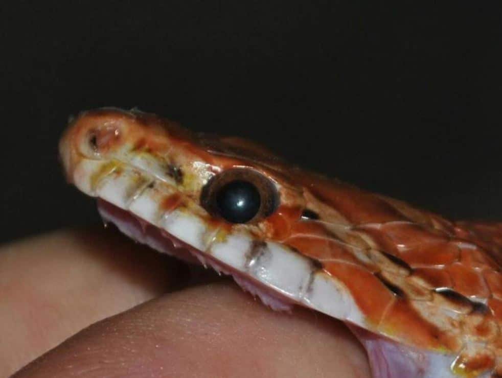 Do Corn Snake Bites Hurt 