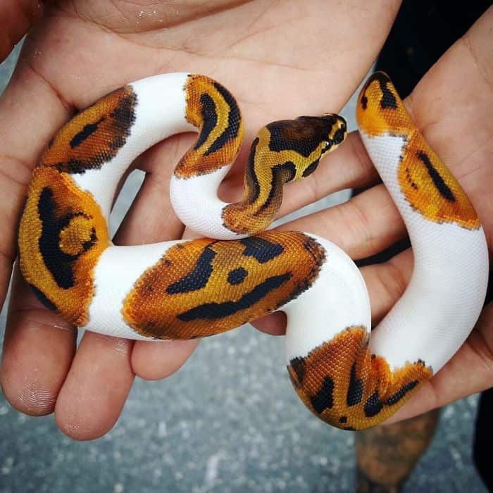 25 Cute Snakes You Have to See (With Pictures)