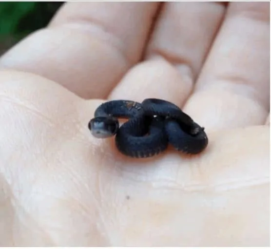 cute tiny little black snake in the palm of someone's hand