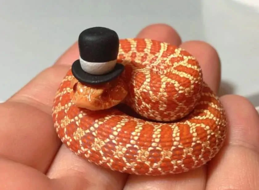 Cute Hognose Snake with top hat on