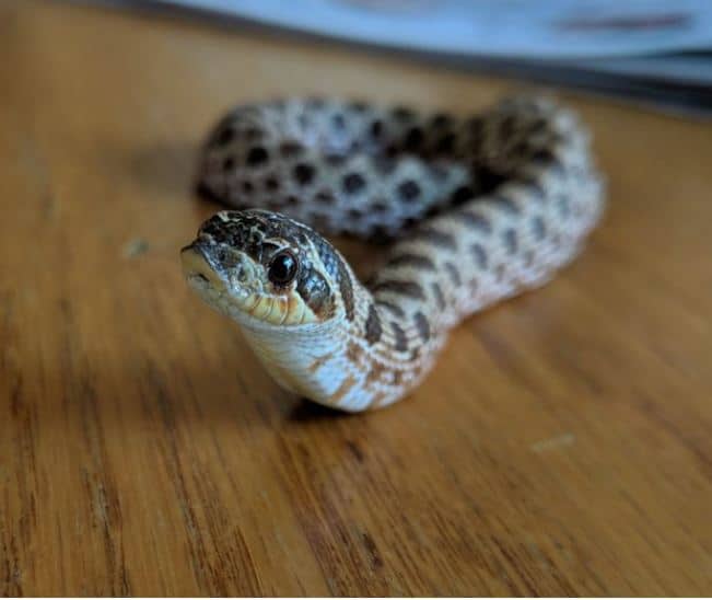 cute pet snake