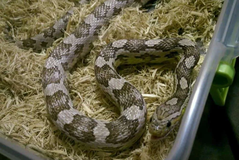 Anery Corn Snake Morph laying in bed of substrate with mouth open