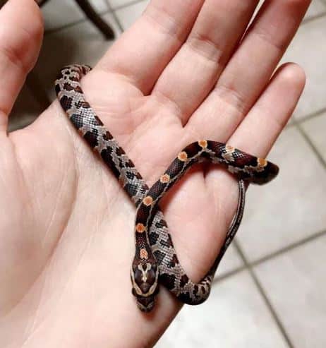 14 Cool Corn Snake Morphs With Pictures Happy Serpent