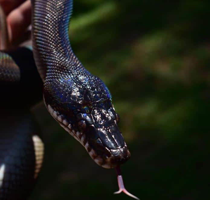 white lipped python