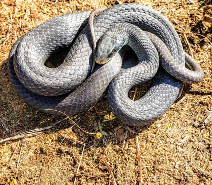 baby blue racer snake