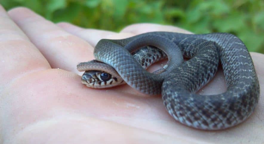 Snake Profile Blue Racer Snake With Pictures