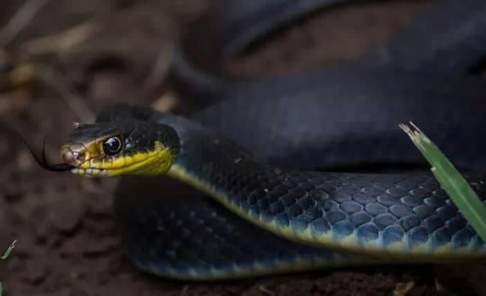 Snake Profile Blue Racer Snake With Pictures