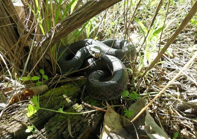 Snake Profile Blue Racer Snake With Pictures