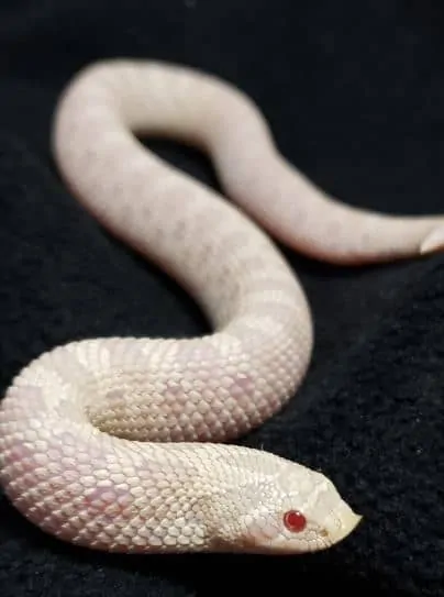 13 Incredible Hognose Snake Morphs With Pictures,Perennial Flowers For Shade