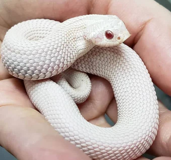 Corn Snake Teeth