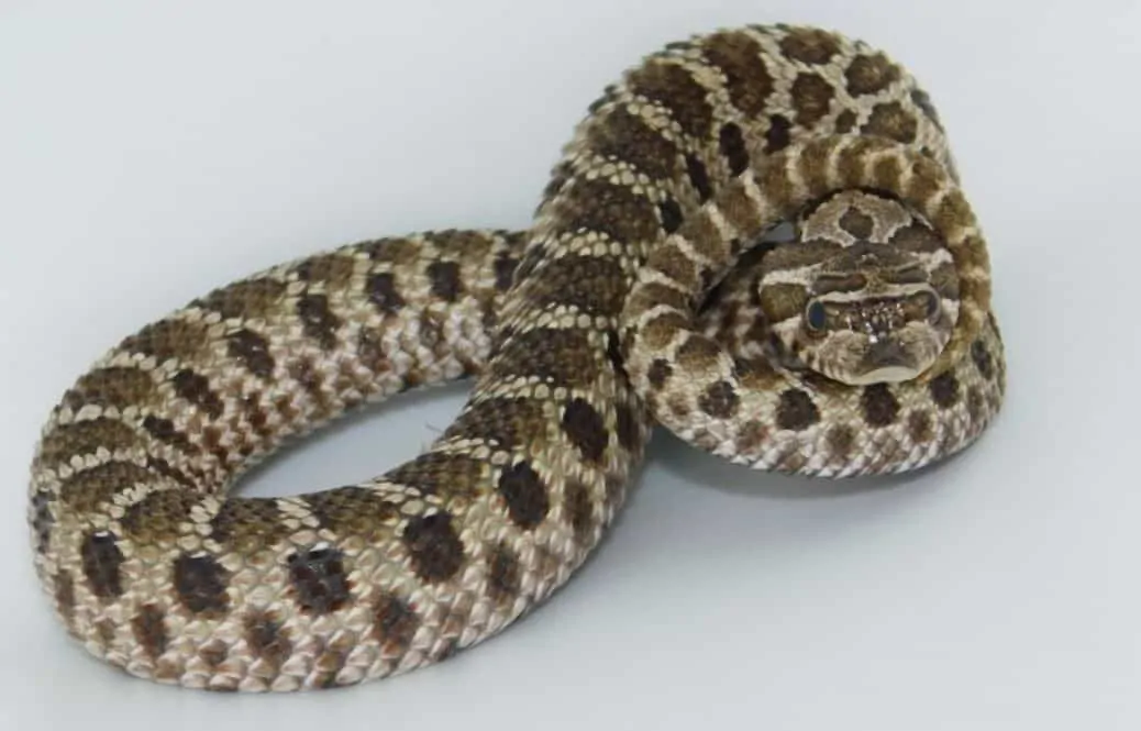 13 Incredible Hognose Snake Morphs (With Pictures)