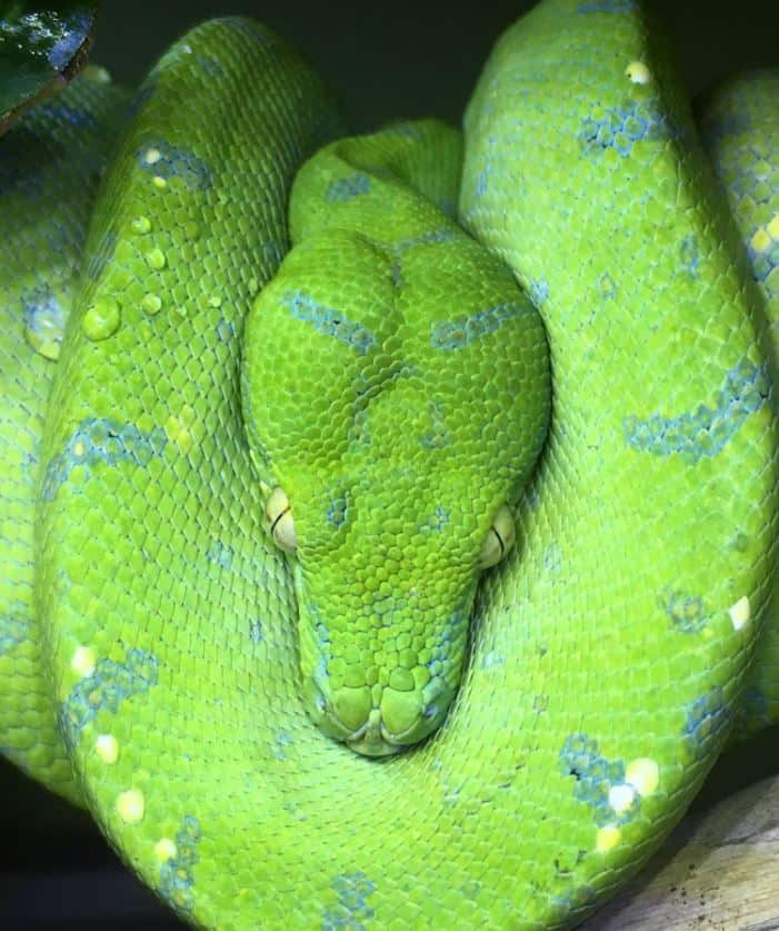 green tree python morphs