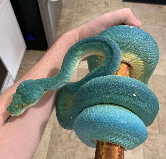 green tree python morphs