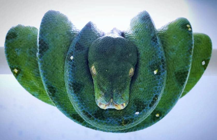 green tree python morphs