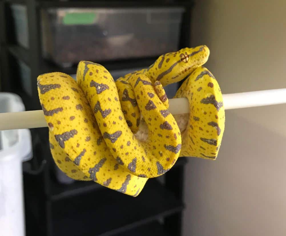 green tree python morphs