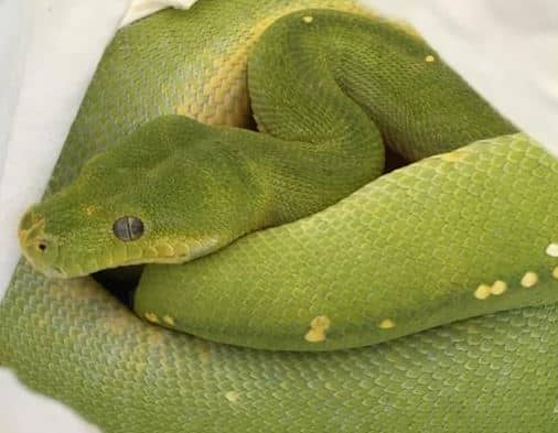 green tree python morphs