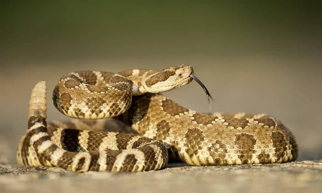 Rattlesnakes as Pets? You Might Want to Think Twice