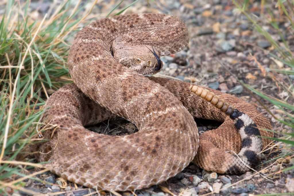 are rattlesnakes aggressive