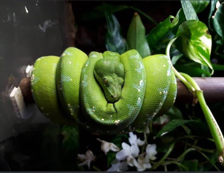 green tree python morphs