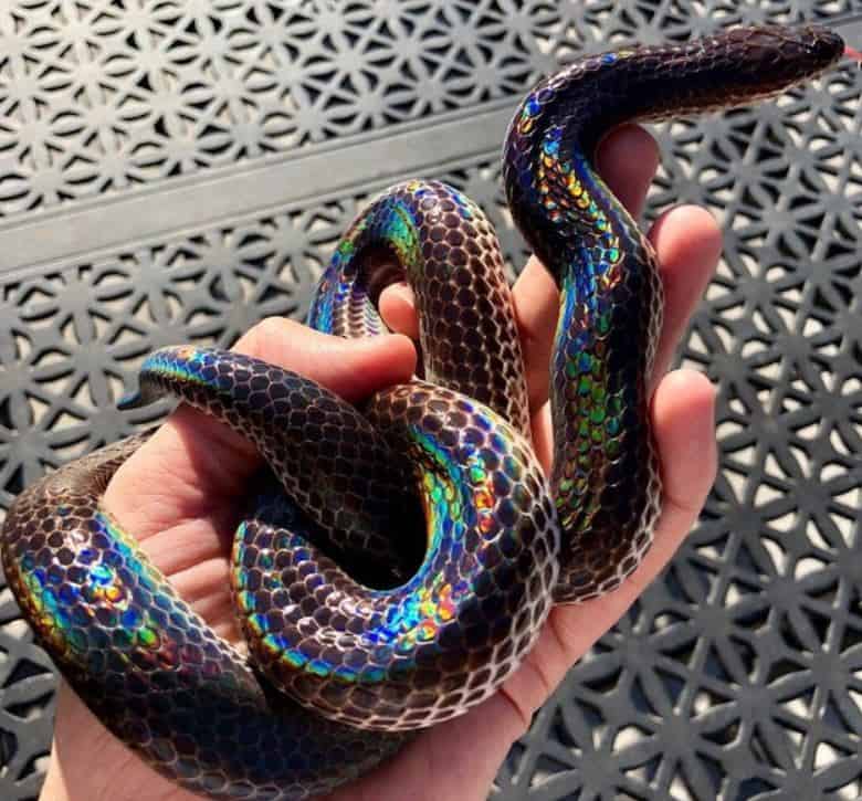 beautiful iridescent snake reflecting in the sun