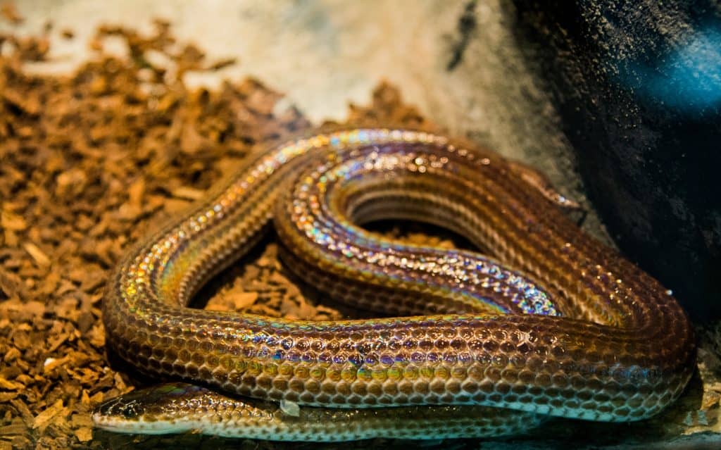 Snake Profile: Sunbeam Snake (Photos + Care Guide)