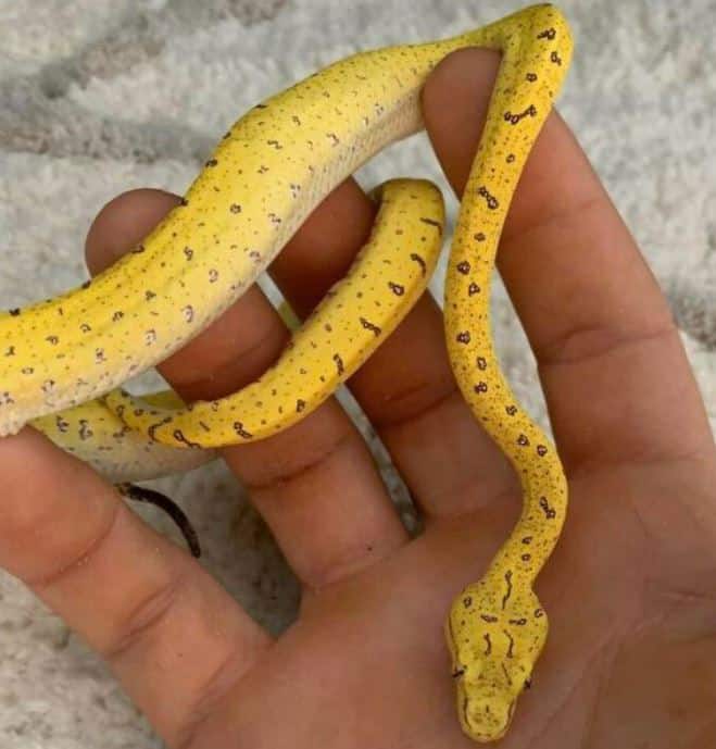 green tree python morphs