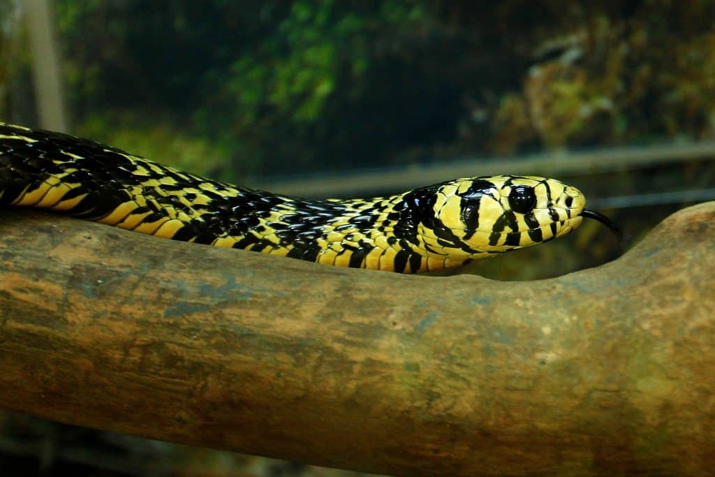 Snake Profile Chicken Snake Yellow Rat Snake