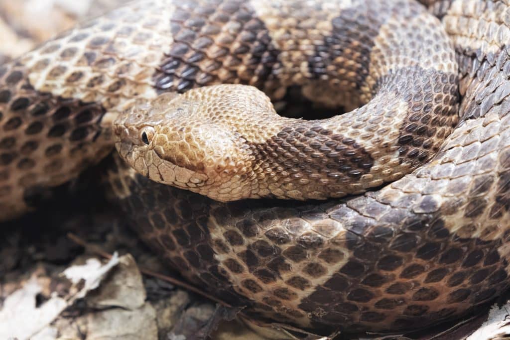 How To Identify A Baby Copperhead Snake 21 Pictures