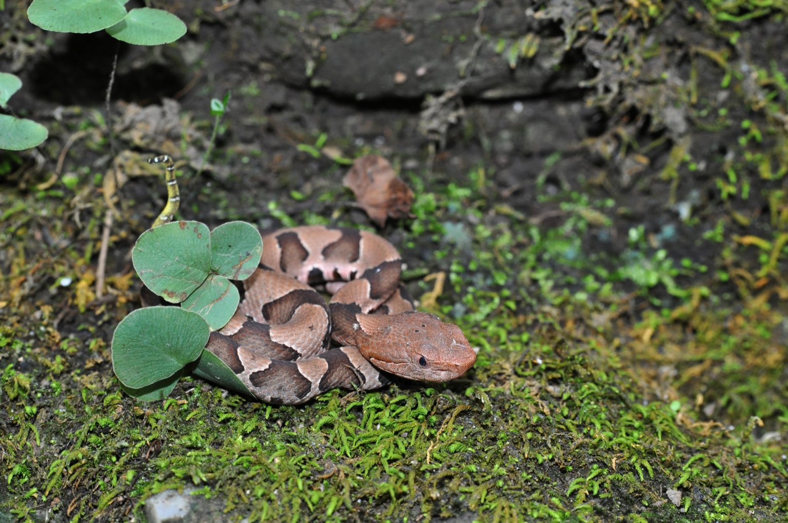 What Does A Copperhead And Rattlesnake Look Like As Babies Mccracken