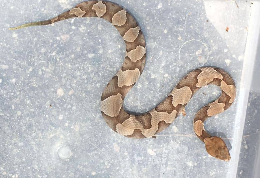 Juvenile Copperhead Snake Identification