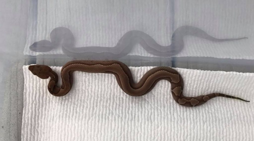 baby copperhead snake with a unique pattern, different from the standard stripes 
