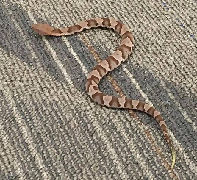 How to Identify a Baby Copperhead Snake (21 Pictures) (2023)