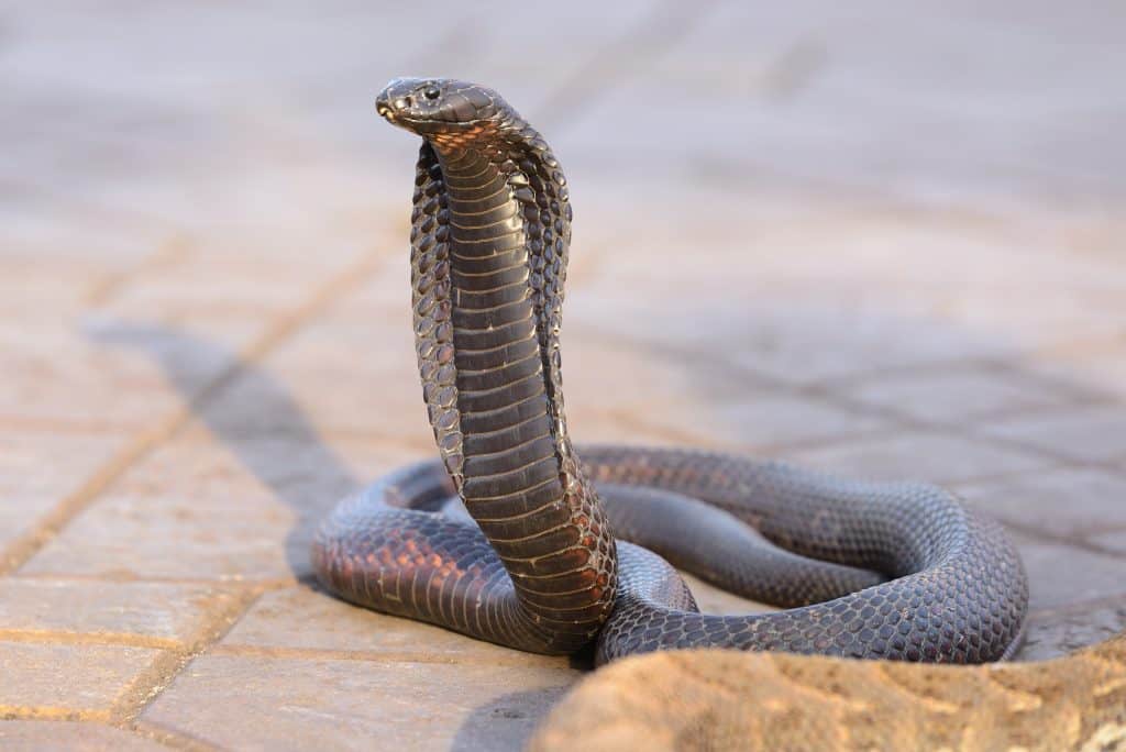 Snake Profile: Egyptian Cobra, Asp Snake (photos)