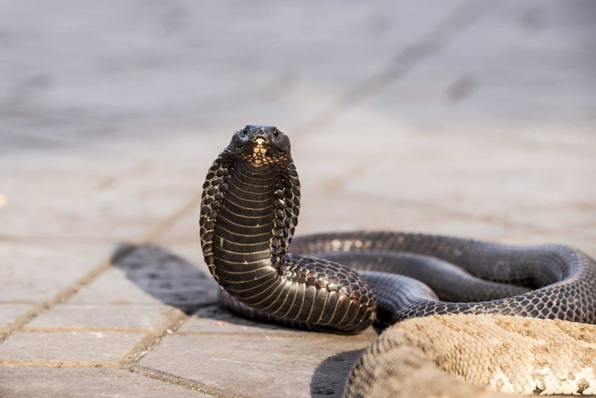 Snake Profile: Egyptian Cobra, Asp Snake (photos)