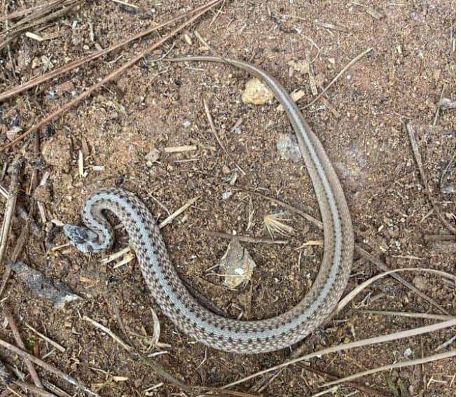 Juvenile Copperhead Snake Identification