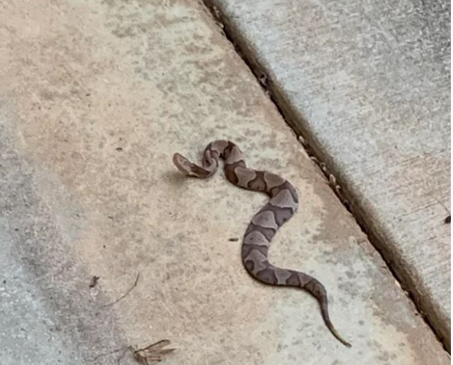 How to Identify a Baby Copperhead Snake (21 Pictures) (2023)