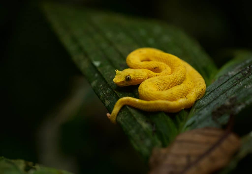 Snake Profile: Eyelash Viper (7 Must See Pictures)