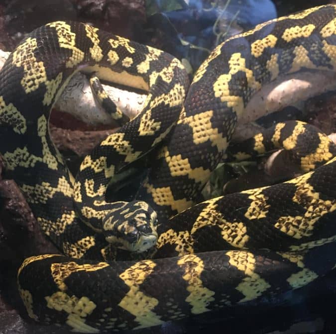 Snake Profile Jungle Carpet Python With Photos