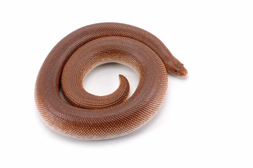 Snake Profile: Kenyan Sand Boa (Care Sheet + Pictures)