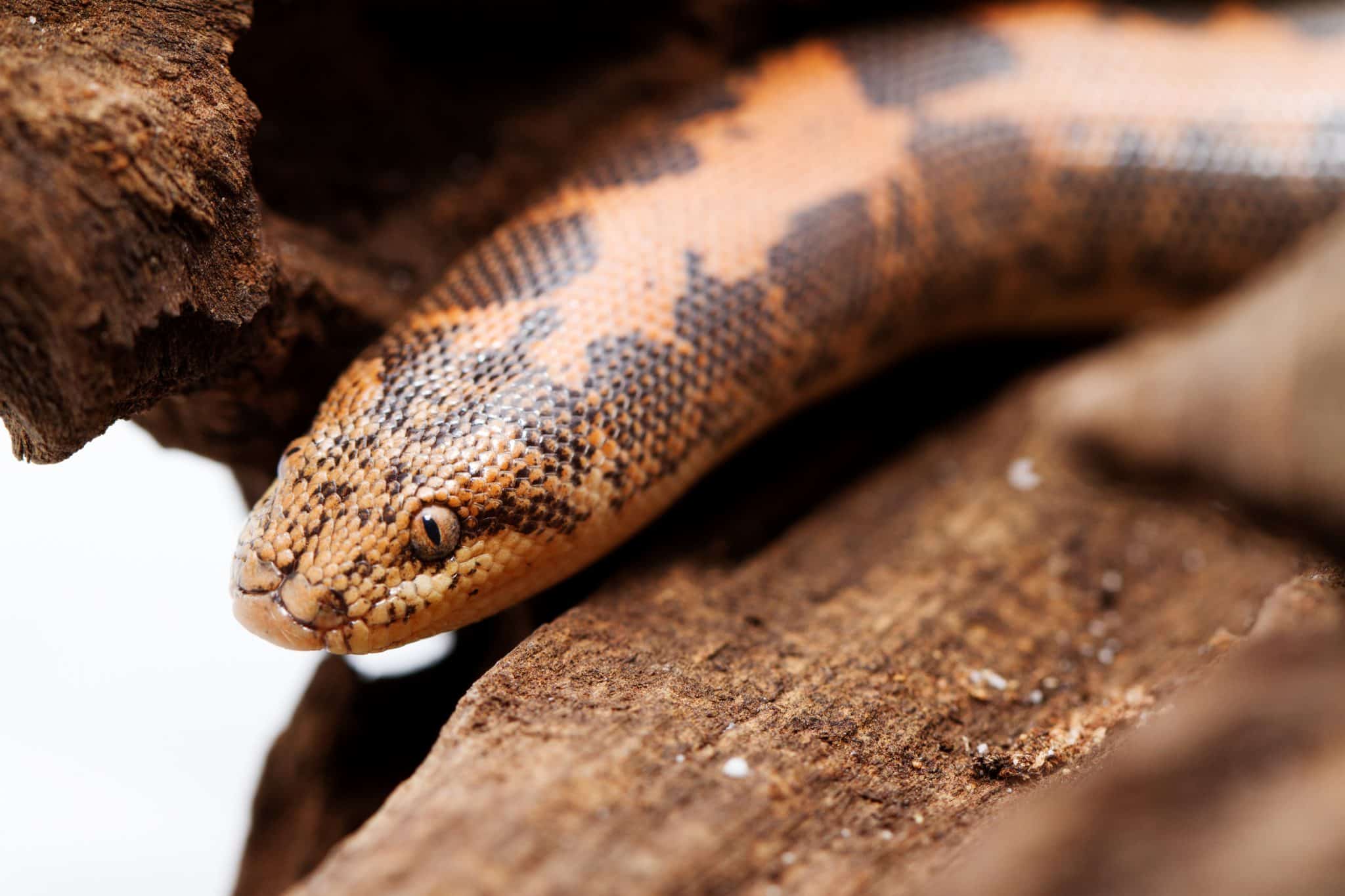 snake-profile-kenyan-sand-boa-care-sheet-pictures