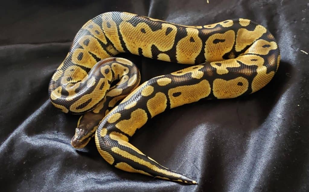 pastel ball python full grown