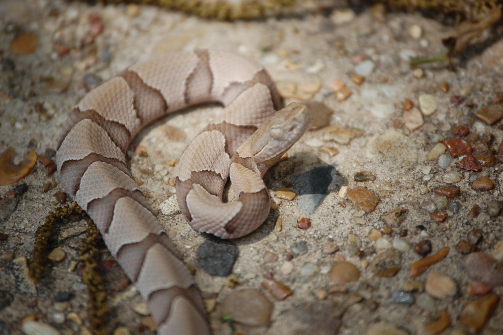 baby copperhead snake getting ready to shed. Just look at it's eyes