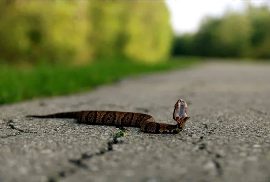 How to Identify a Baby Cottonmouth Snake (16 Helpful Photos)