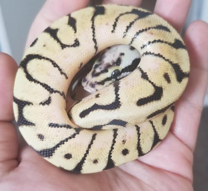 bumblebee ball python curled up in a human hand