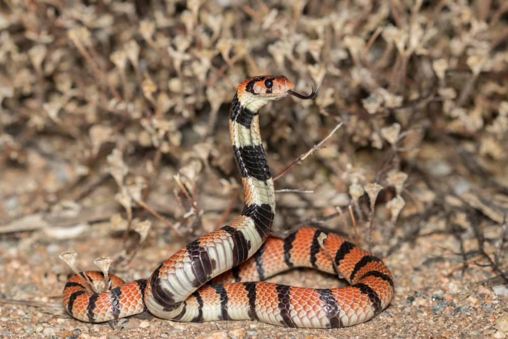 Snake Species List Types Of Snakes HappySerpent Snake Species List Types Of Snakes HappySerpent