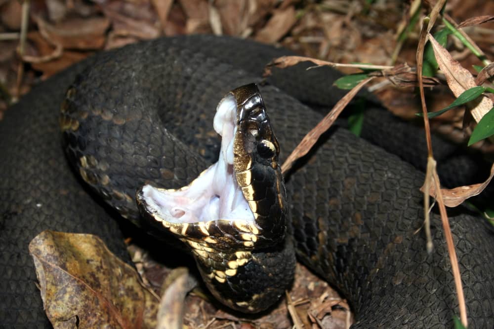 Juvenile Cottonmouth