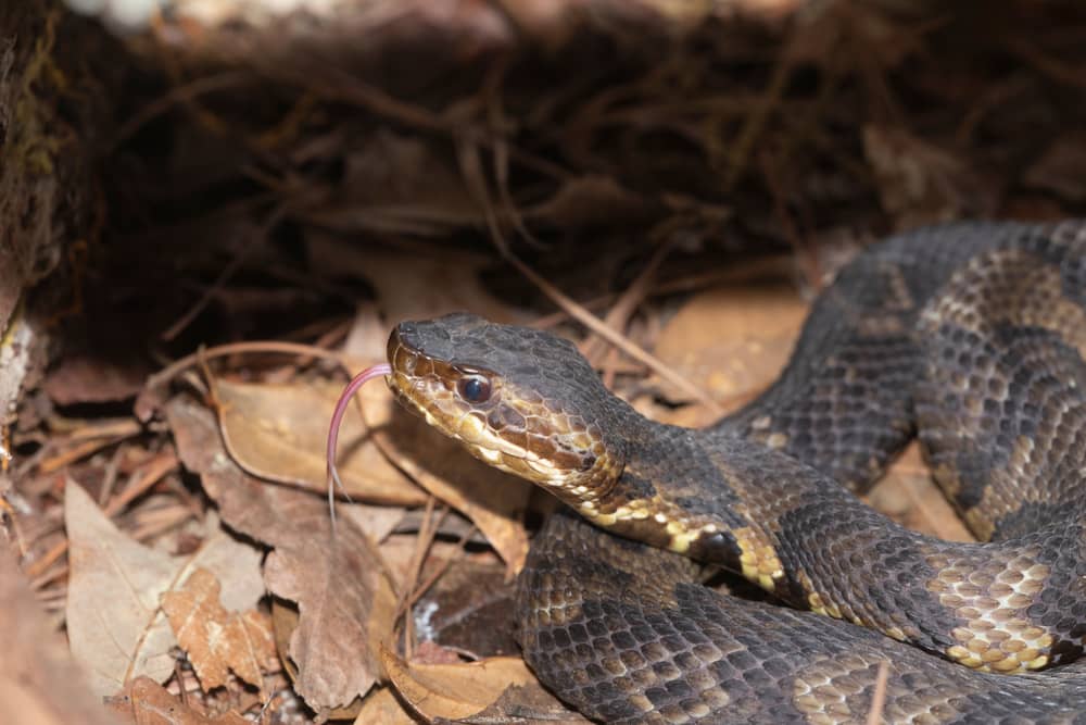 How to Identify a Baby Cottonmouth Snake (16 Helpful Photos)